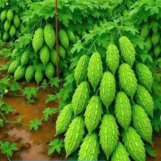 Căn hộ Chung cư Sơn Kỳ Tân Phú 58m² giá 2.55 tỷ - Sổ hồng lâu dài, hỗ trợ vay ngân hàng!