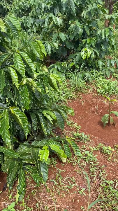 Đất nền 1ha Trường Xuân giá 1.22 tỷ - Đường lớn ô tô vào tận nơi!