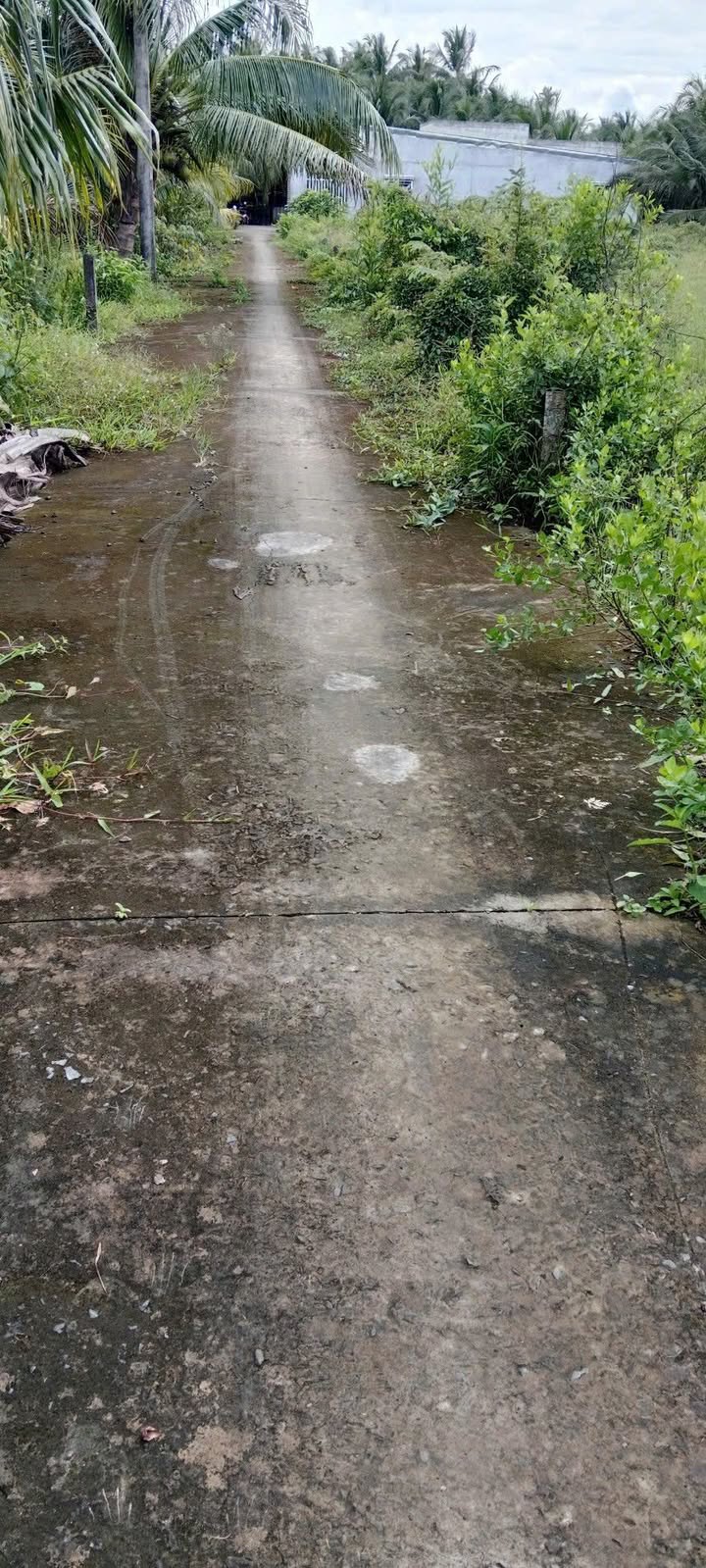 Đất nền Phú An Hòa, Châu Thành, Bến Tre 78m² giá chỉ 240 triệu - Cơ hội đầu tư tuyệt vời!