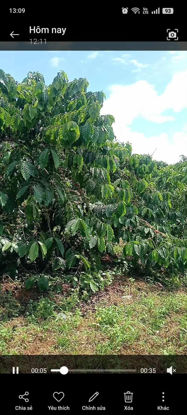 Đất Farm Cát Tiên 1,5ha giá 8.1 tỷ - Kinh doanh cà phê đỉnh cao!