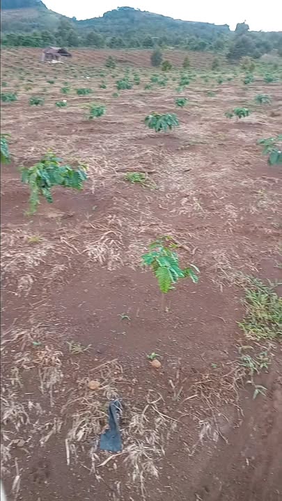 Đất Farm Cát Tiên Lâm Đồng 8000m² giá 1.3 tỷ - Đất đỏ, tiện lợi tưới tiêu