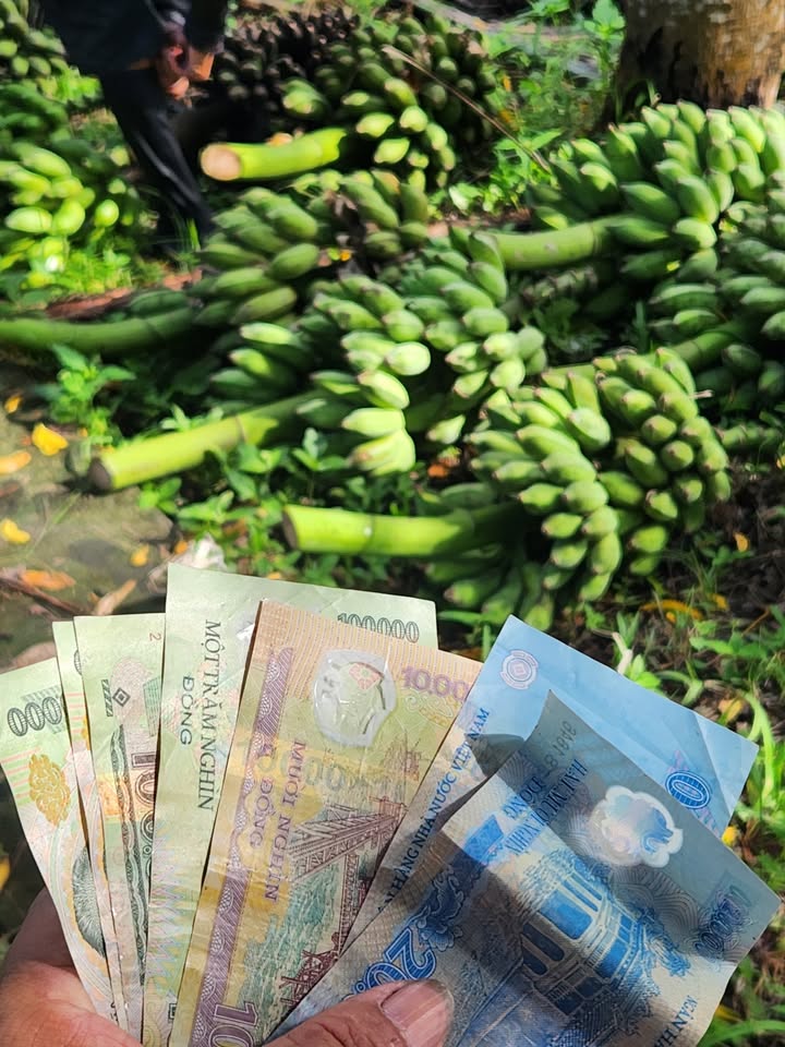 Đất nền Tân Hòa, Ninh Kiều 75m² giá chỉ 199 triệu - Cơ hội vàng cho đầu tư!