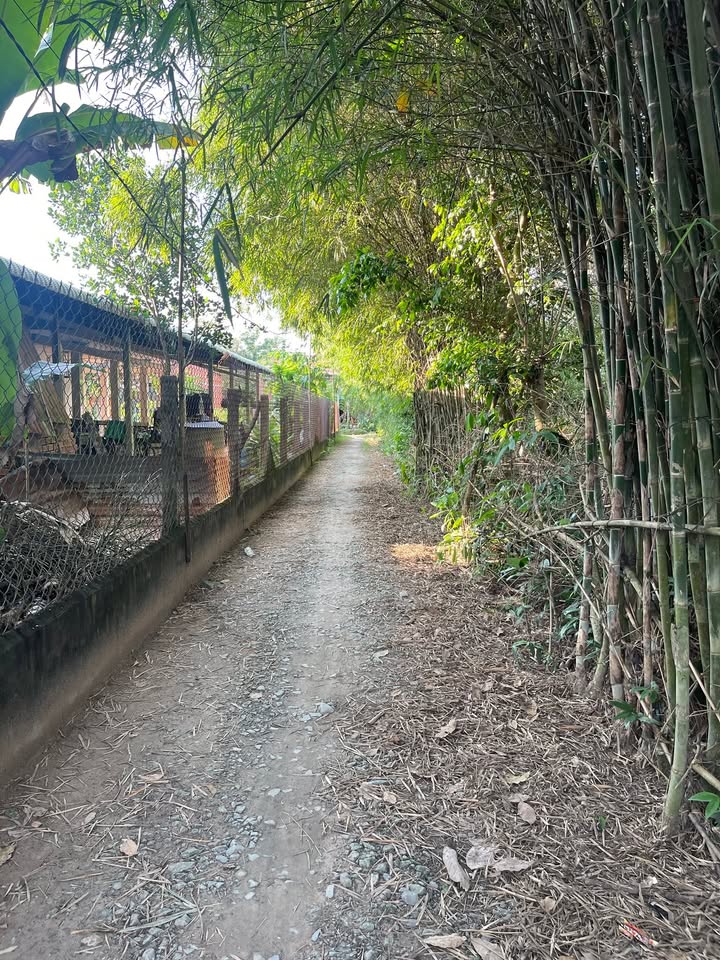 Đất thổ cư Hòa Hưng, Trảng Bàng, Tây Ninh 50m² giá 500 triệu - Sổ hồng chính chủ