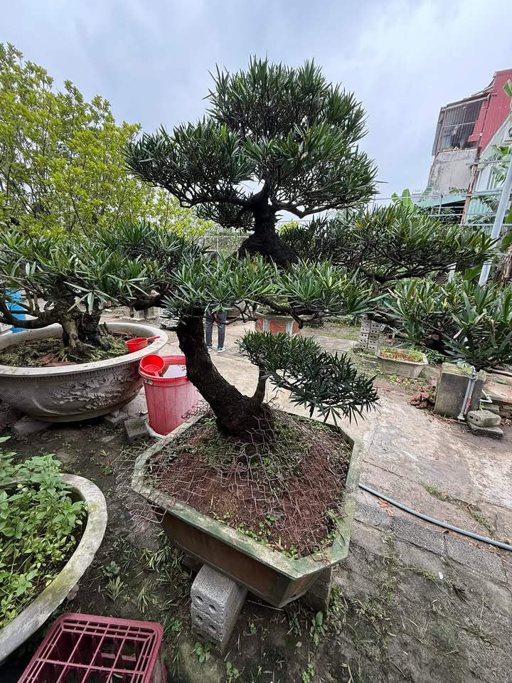 Lô đất mặt đường Thiên Lôi 145m² giá 10 tỷ - Kinh doanh đắc địa!