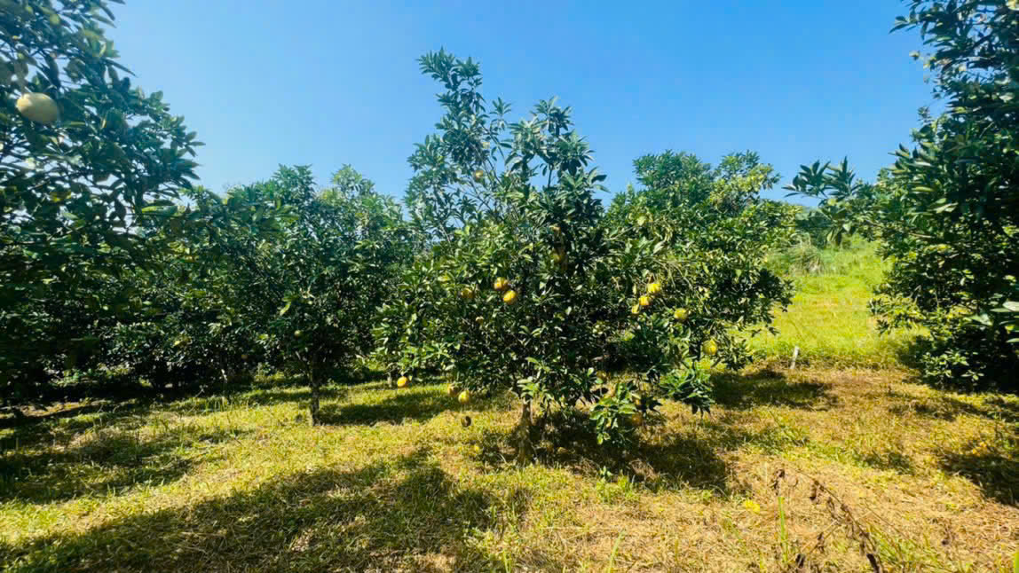 Đất thổ cư 1124m² tại Nam Phong, Cao Phong, giá 1,5 tỷ - Đầu tư sinh lời tuyệt vời!