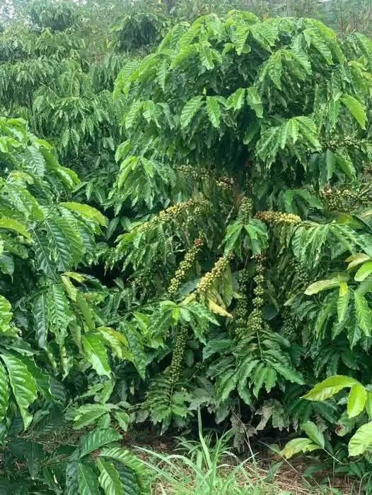 Đất nền Tân Hội – 9 sào giá chỉ 1.872 tỷ - Đầu tư sinh lời ngay!