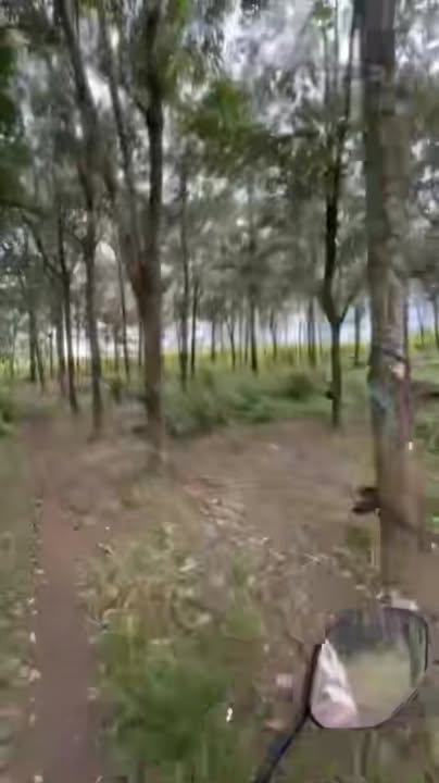 Farm Bù Đốp 20.000m² giá 2.2 tỷ - Thu nhập khủng từ cây trái!