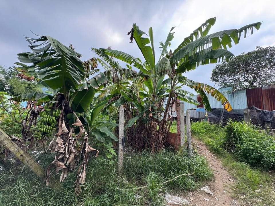 Đất nền TTN 35, xã Xuân Thới Sơn, Hóc Môn 300m² - Đầu tư sinh lời ngay!