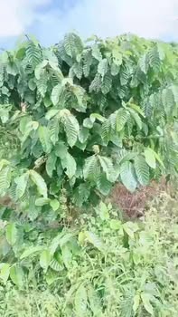 Đất nền Bảo Lâm 8000m² giá chỉ 2.5 tỷ - Sổ hồng chính chủ, nhanh tay sở hữu!