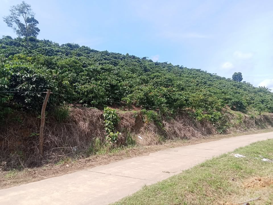 Đất nền Tân Thành Krông Nô 6000m² giá 1.45 tỷ - Cơ hội đầu tư hấp dẫn!