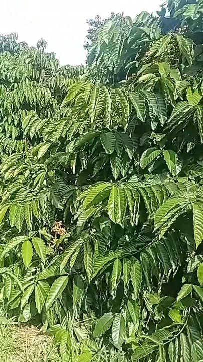 Đất nền Tân Thành Krông Nô 1080m² chỉ 900 triệu - Cơ hội đầu tư tuyệt vời!