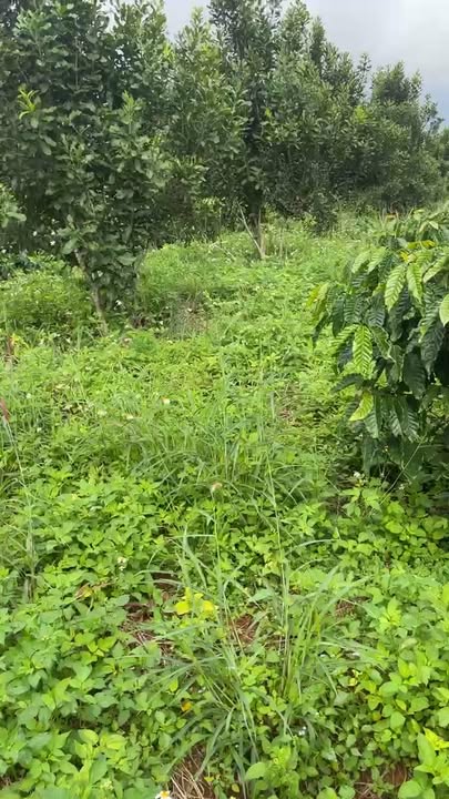 Đất nền Tuy Đức 80m² giá 2.2 tỷ - Đường thông thuận lợi!