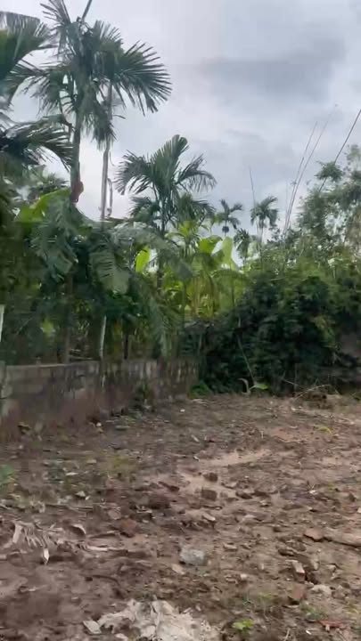 Đất thổ cư Bồ Đề 60m² giá chỉ 400 triệu - Vườn ngô xanh mướt sẵn sàng trồng thêm!