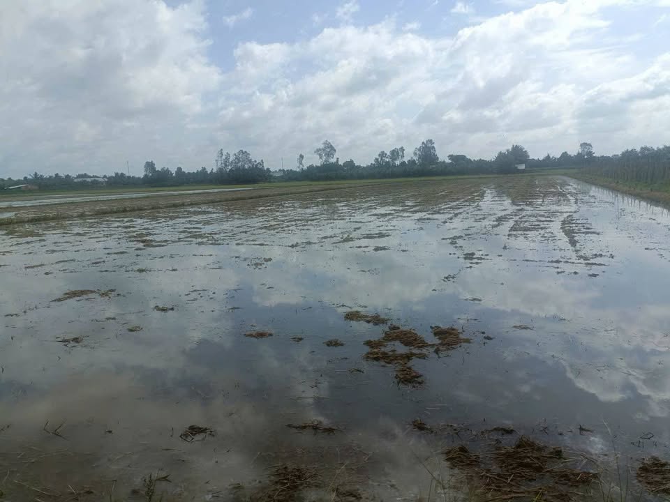 Đất nông nghiệp 5107m² xã Lộc Hòa, Long Hồ - Giá chỉ 550 triệu!