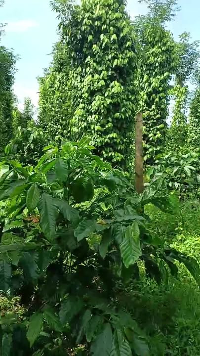 Đất nền 32.000m² tại Thuận Hà, Đắk Song giá 1.5 tỷ - Cơ hội đầu tư tuyệt vời!