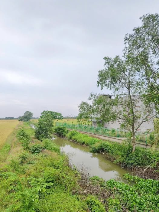 Đất nông nghiệp 12.000m² tại ấp Phước Hòa, Sóc Trăng - Cơ hội sinh lời hấp dẫn!