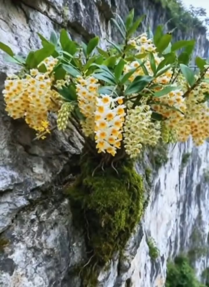 Đất nền Cam An Bắc 85m² giá 200 triệu - Hai mặt tiền đường ô tô thông