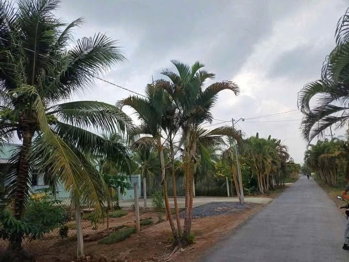 Đất nền mặt tiền đường HL19, xã Phước Thạnh, Châu Thành 1000m² - Tiềm năng đầu tư lớn!