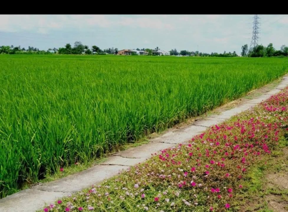 Đất nền Long Phú 595m² giá 200 triệu - Đường xe ba gác, gần chợ và trường học!