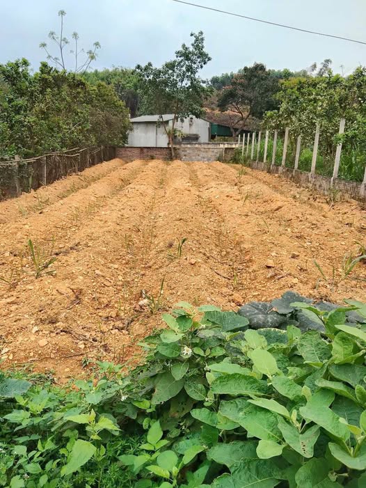 Đất thổ cư phường An Tường 300m² giá 1.2 tỷ - Sổ đỏ chính chủ, đầu tư sinh lời!