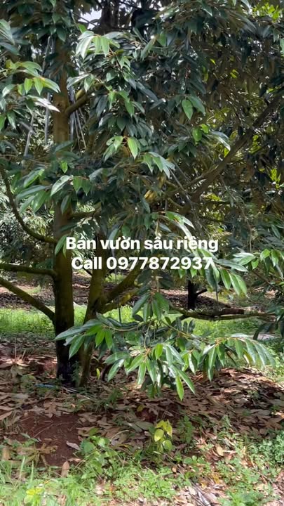 Đất Farm 36.000m² tại Nghĩa Bình, Bù Đăng - Giá 10 tỷ, Cơ hội đầu tư lớn!