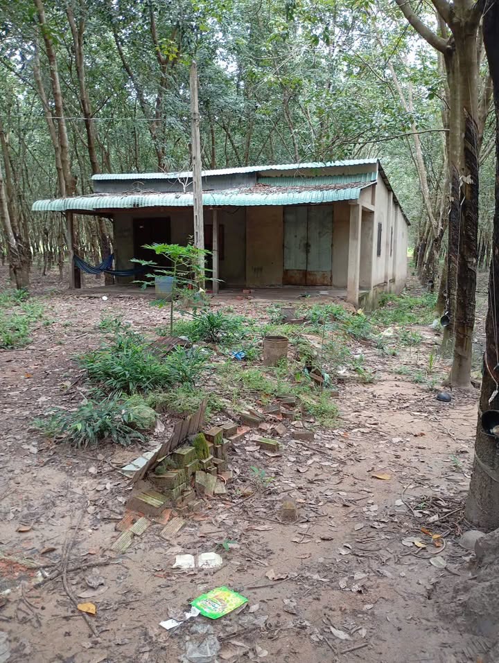 Đất Farm 15ha Tân Biên Tây Ninh - Giá chỉ 1.1 tỷ - Đầu tư sinh lời ngay!