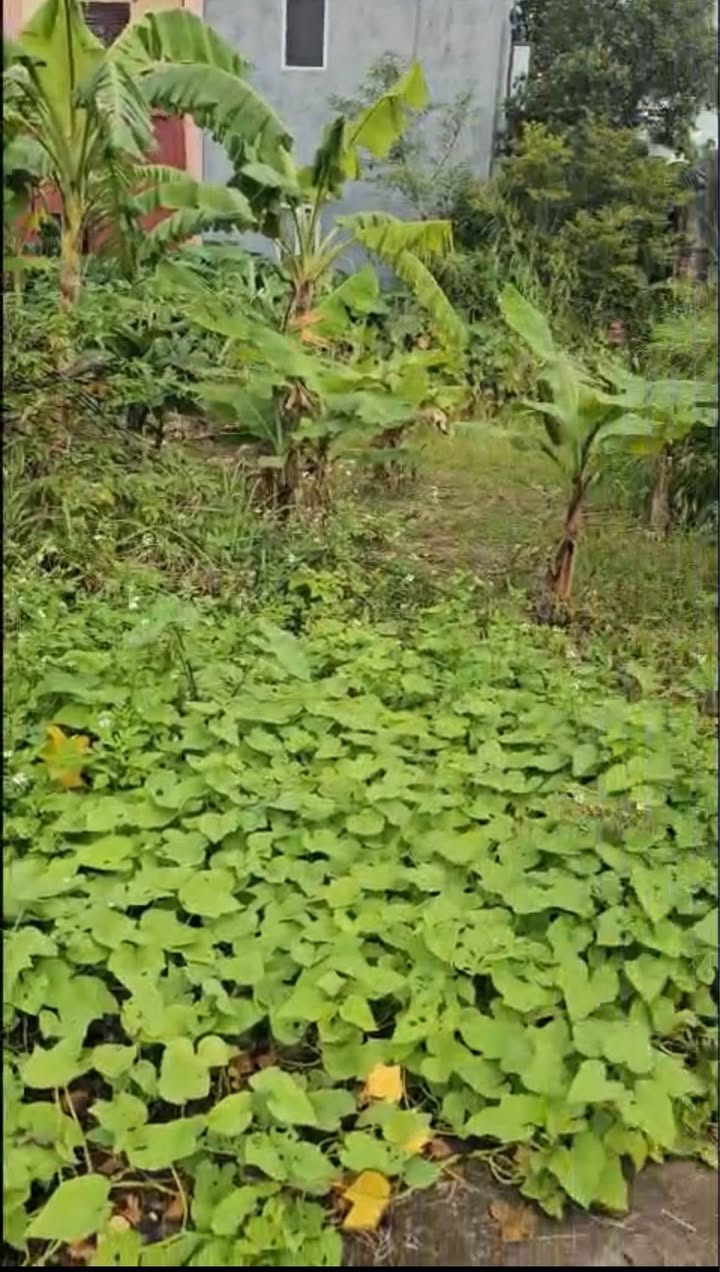 Đất nền Thôn Lý Dương, Vĩnh Hồng, 106m² giá thỏa thuận - Tiềm năng đầu tư lớn!