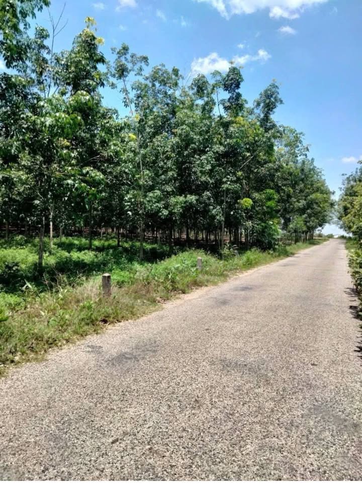 Đất trang trại Suối Kiết Tánh Linh 50ha giá 10 tỷ - Sổ đỏ chính chủ