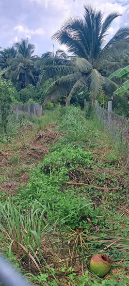 Đất nền 135m² xã Hòa Định, Chợ Gạo giá 250 triệu - Đầu tư sinh lời ngay!