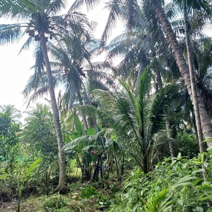 Đất vườn dừa tại Thanh Tân, Mỏ Cày Bắc, Bến Tre - 1155m² chỉ 519.93 triệu