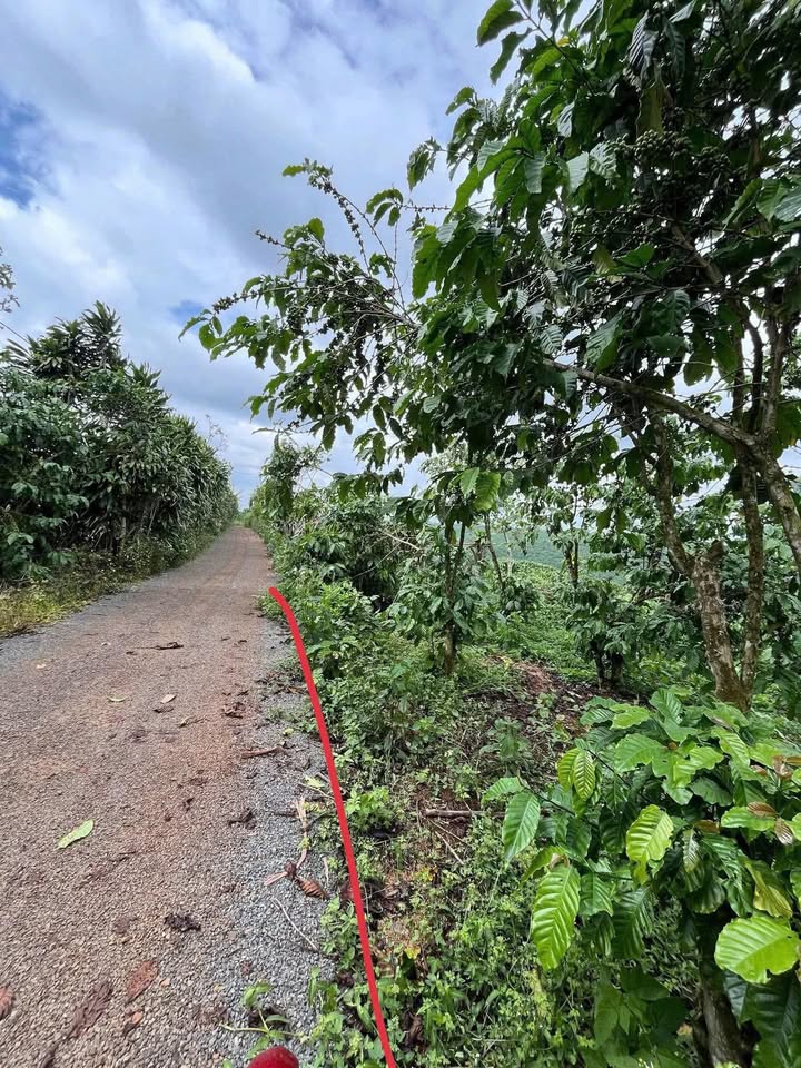 Đất thổ cư 200m² tại Lộc Ngãi, Bảo Lâm chỉ 2.192 tỷ - Cơ hội đầu tư tuyệt vời!