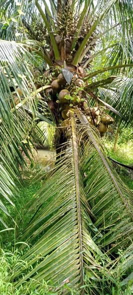 Đất vườn dừa 4,1 công tại Mỹ Hưng, Thạnh Phú, Bến Tre - Giá chỉ 2.2 tỷ!