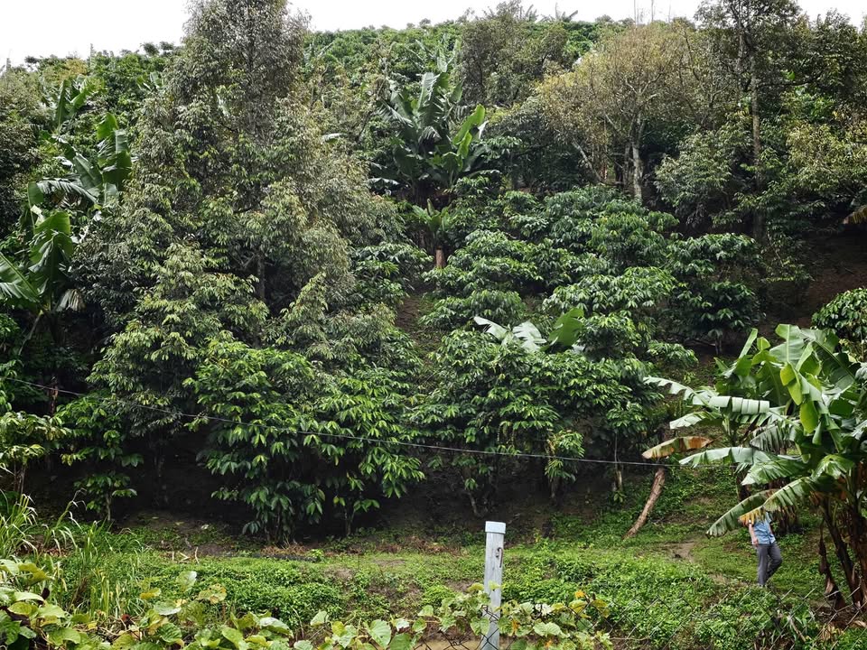 Đất thổ cư 8.000m² Lộc Nam - Giá chỉ 1.699 tỷ VND - Cơ hội đầu tư tuyệt vời!