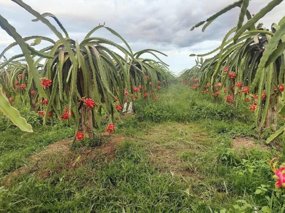 Đất nông nghiệp Hàm Kiệm 10.000m² giá 1 tỷ - Sổ đỏ chính chủ, ô tô vào tận nơi!