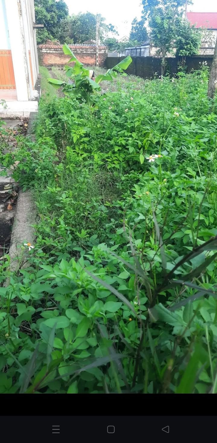 Đất thổ cư Dân Quyền, Triệu Sơn 200m² giá chỉ 400 triệu - Đầu tư sinh lời ngay!