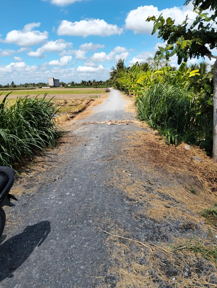 Đất lúa 2000m² tại Bình Nhì, Gò Công Tây - Giá 550 triệu, Đường xe hơi thuận lợi!