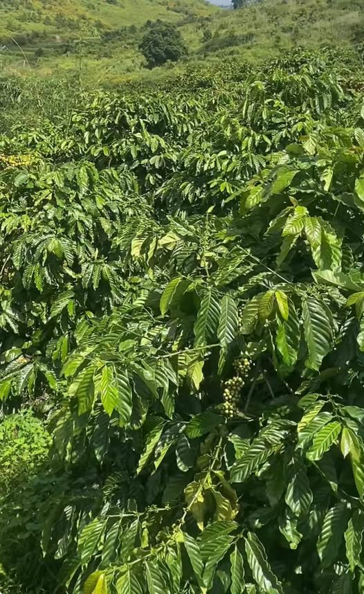 Đất Farm 32,400m² Bảo Thuận Di Linh - Giá 3.15 tỷ, Đầu tư sinh lời tốt!