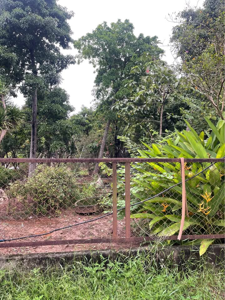 Đất Thượng Cát 63m² giá 5 tỷ - View vườn bưởi thơ mộng, chính chủ bán!