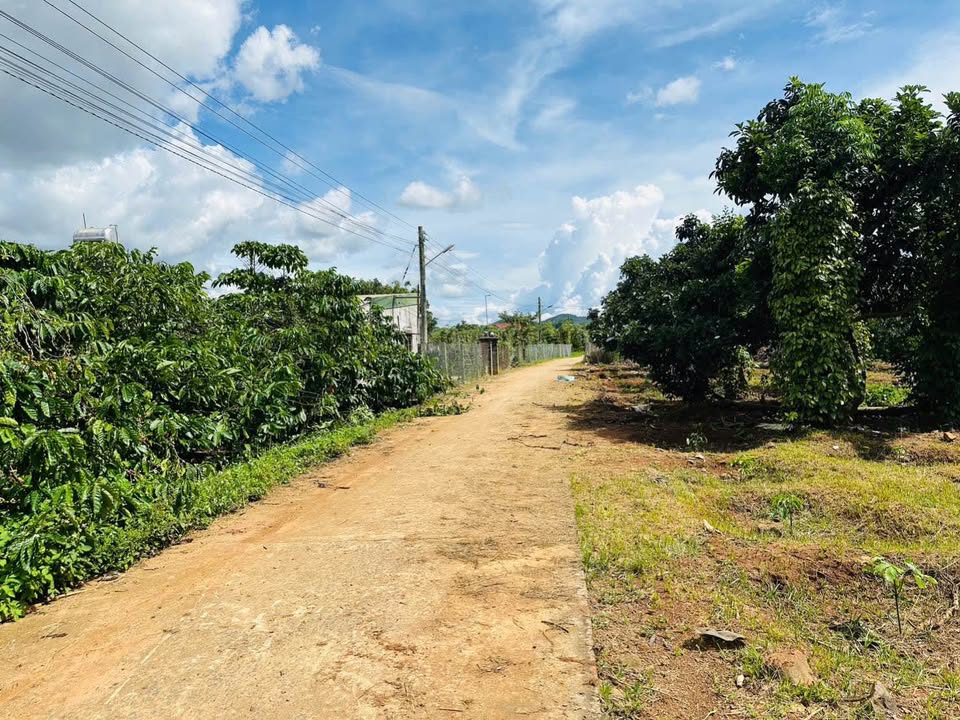 Đất thổ cư 1000m² tại Tân Văn, Lâm Hà - Giá chỉ 620 triệu, mặt tiền 14m!