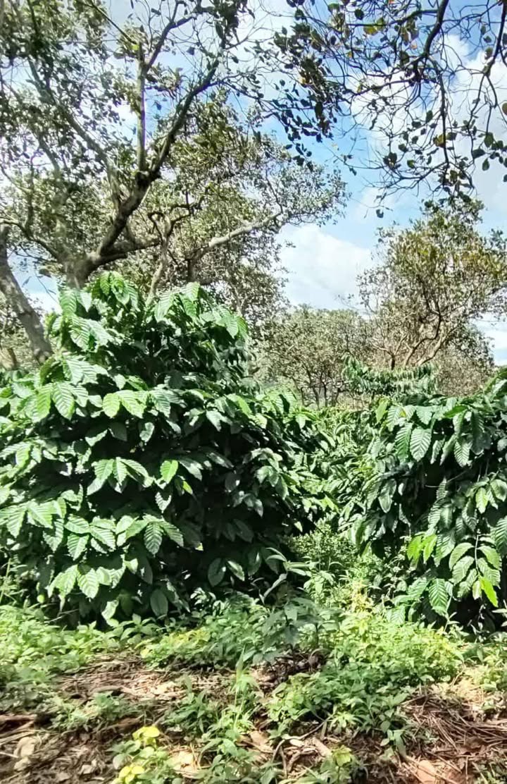 Đất nông nghiệp Phú Sơn Bù Đăng 11,000m² giá 1.3 tỷ - Đầu tư sinh lời tiềm năng!