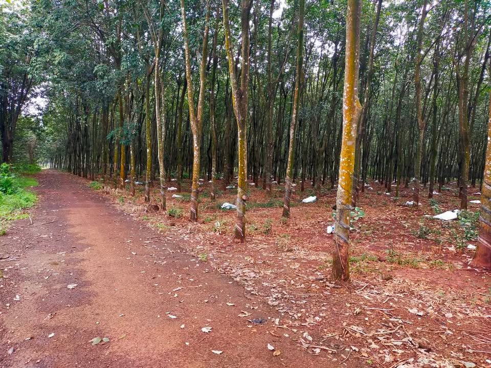Farm 2,4ha tại xã Bình Tân, Phú Riềng giá 9,5 tỷ - Đất đỏ bằng phẳng, cây cao su đều đẹp!