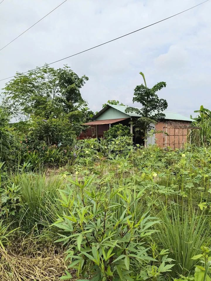 Nhà riêng Tân Phú, Tân Châu 312m² giá 370 triệu - Sổ hồng chính chủ, công chứng nhanh chóng!