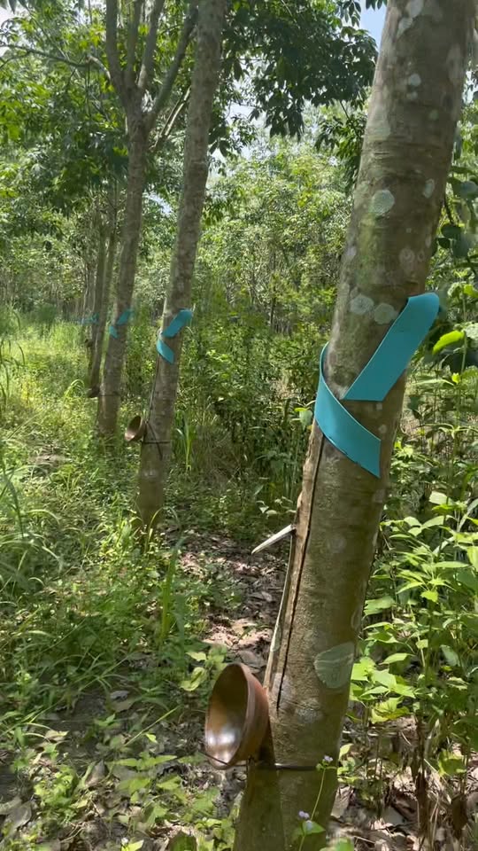 Đất cao su Bù Gia Mập 8 sào giá 830 triệu - Đầu tư sinh lời ngay!