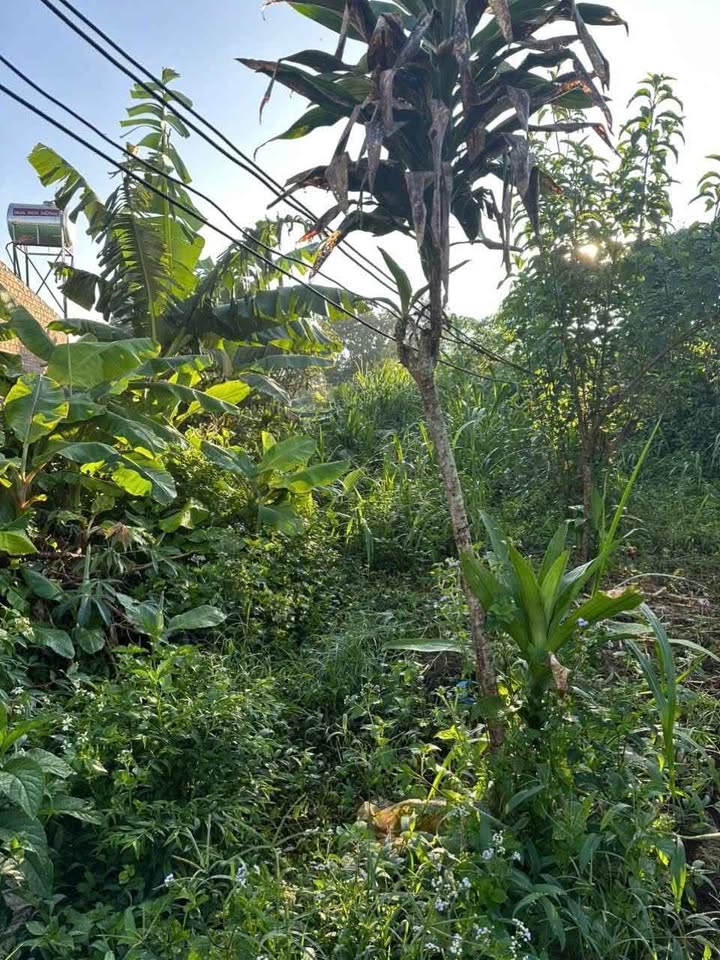 Đất nền Đăk Đoa 270m² giá 600 triệu - Pháp lý rõ ràng, sổ đỏ chính chủ!