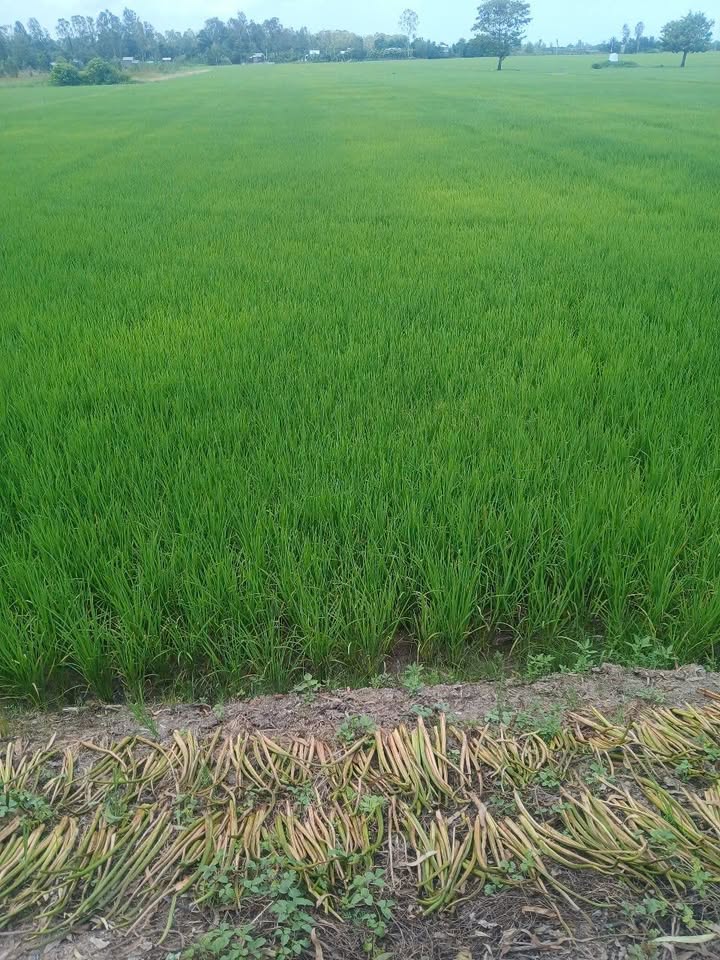 Đất nền Tân Nghĩa, Cao Lãnh 3.500m² giá 875 triệu - Cơ hội đầu tư hấp dẫn!