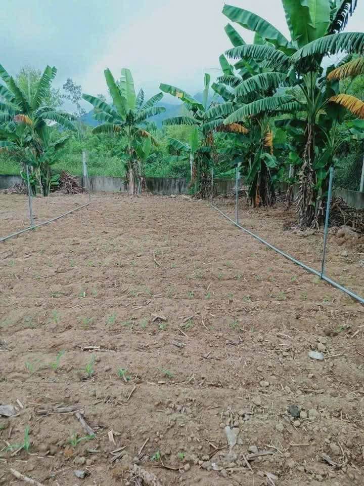 Đất chính chủ xã Đức Phú, huyện Mộ Đức 214.5m² giá 290 triệu - Đường ô tô vào tận nơi!