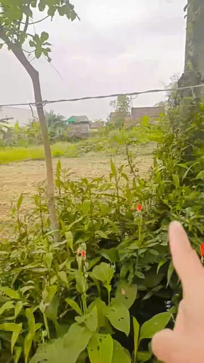 Đất nền thôn Vân Quật, Duy Xuyên 375m² giá 1 tỷ - Cơ hội đầu tư tuyệt vời!