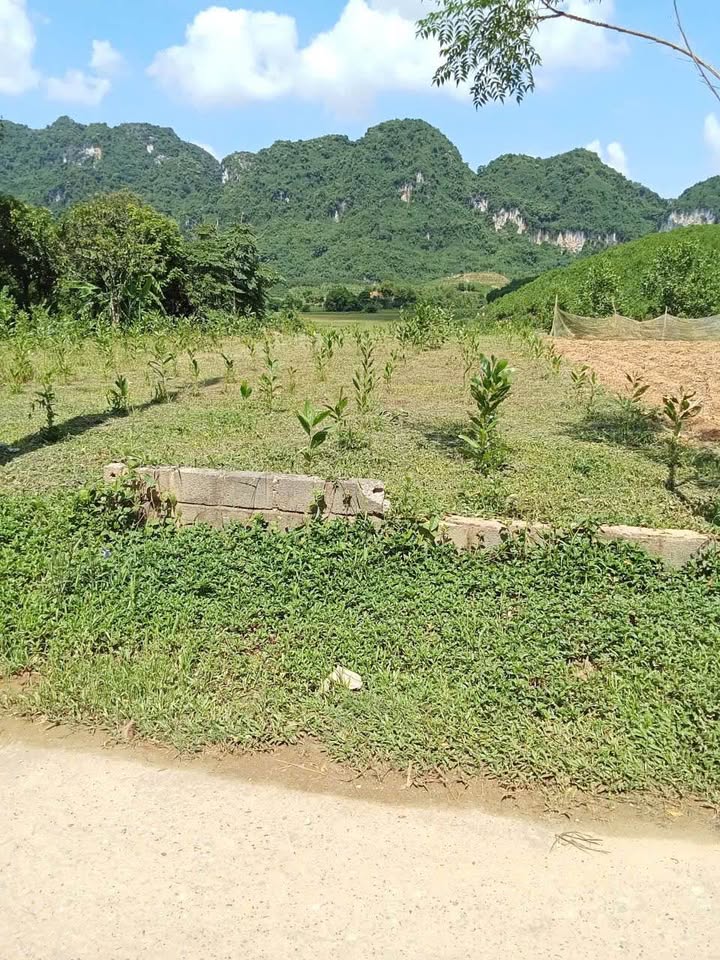 Đất chính chủ Phú Thành, Lạc Thủy 400m² chỉ 1 tỷ - Cơ hội đầu tư tuyệt vời!