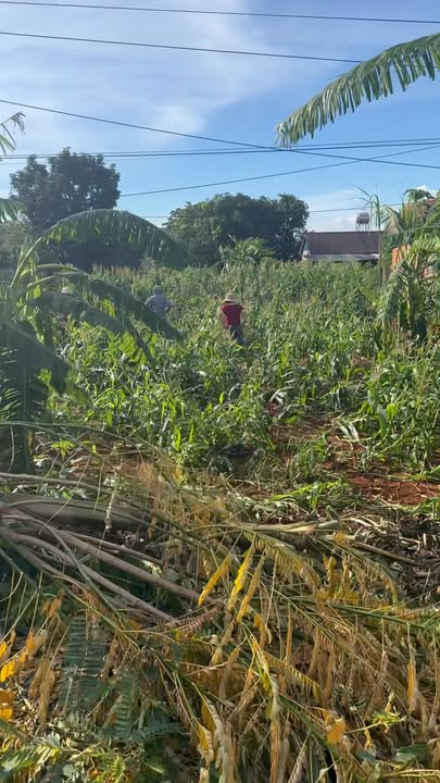 Đất thổ cư Quốc lộ 14, huyện Ea H'Leo, 384m² giá 6.624 tỷ - Sổ đỏ chính chủ!