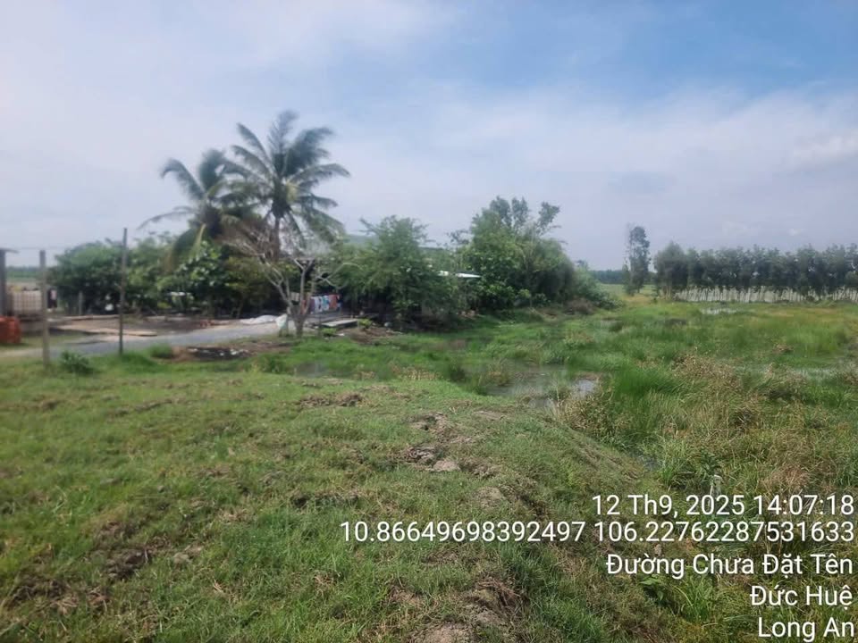 Đất nền Mỹ Thạnh Tây, Đức Huệ 1000m² giá 470 triệu - Sổ hồng chính chủ, đầu tư sinh lời!